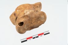 Foto von Astragalknochen (NHMW-PRAE-025648)